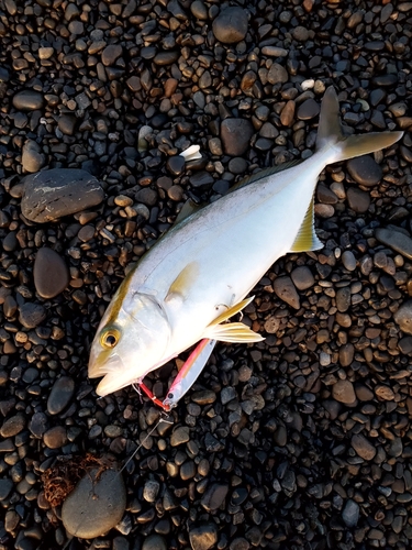 ネイリの釣果