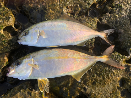 ショゴの釣果