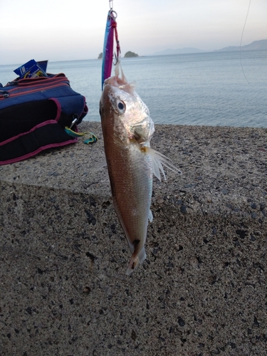 シログチの釣果