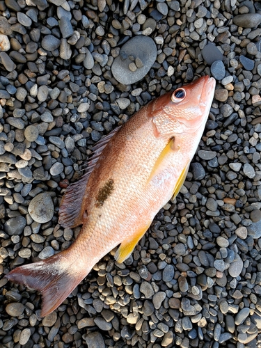 クロホシフエダイの釣果