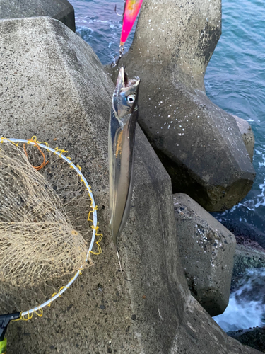 タチウオの釣果