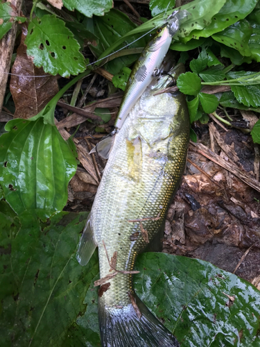 ブラックバスの釣果