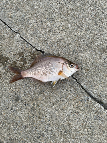 ウミタナゴの釣果