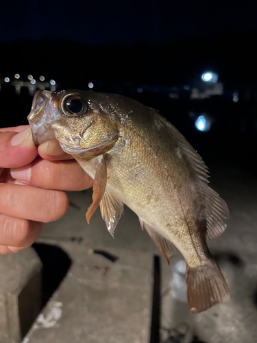 シロメバルの釣果