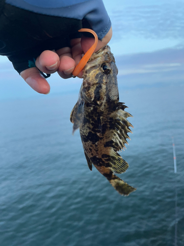 タケノコメバルの釣果