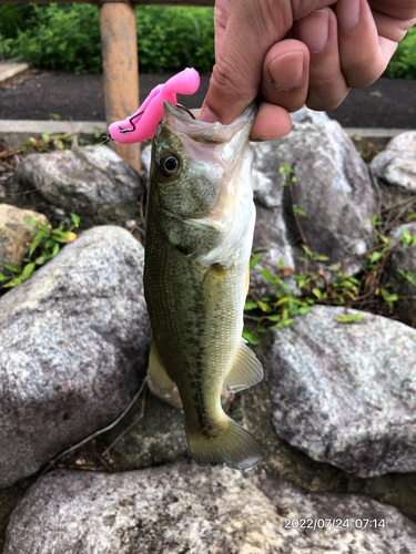 ブラックバスの釣果