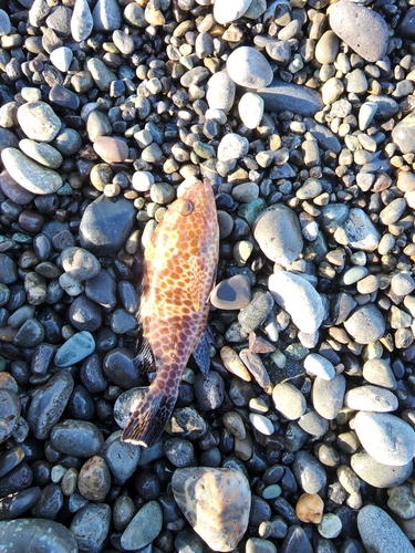 オオモンハタの釣果