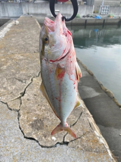 モジャコの釣果