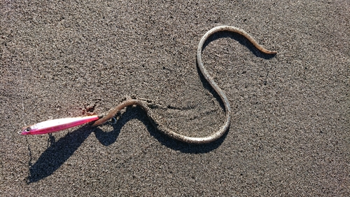 ダイナンウミヘビの釣果