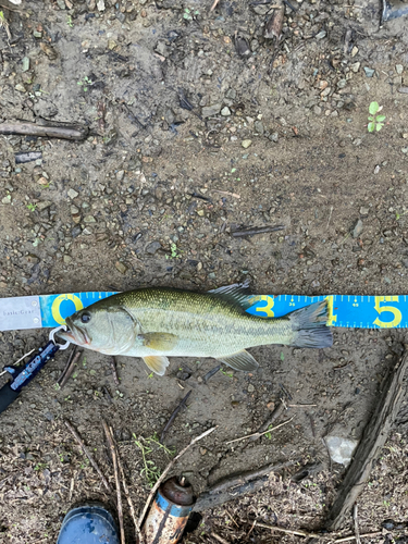 ラージマウスバスの釣果