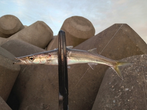 カマスの釣果