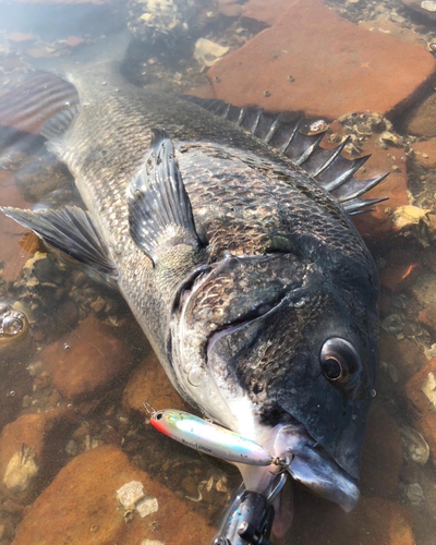 チヌの釣果