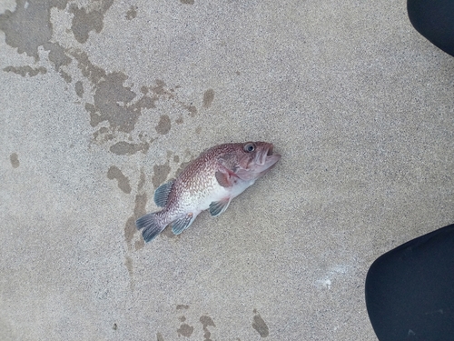 マゾイの釣果