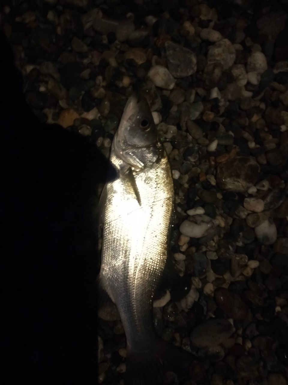 セイゴ（ヒラスズキ）