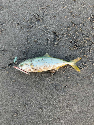 ワカナゴの釣果