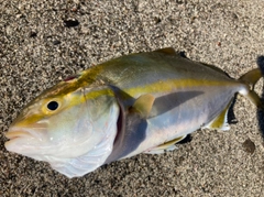 ショゴの釣果