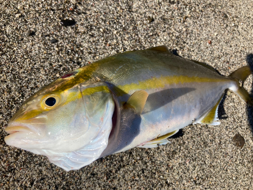 ショゴの釣果