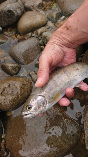 アマゴの釣果