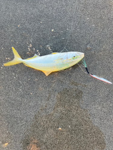 ワカナゴの釣果