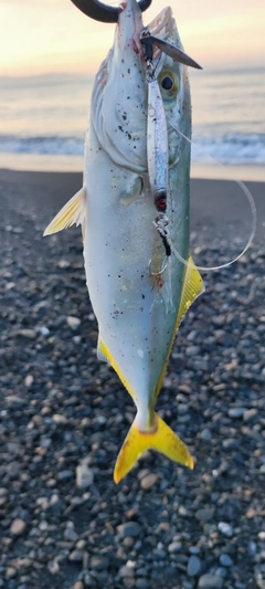 ワカシの釣果