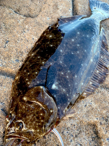 ヒラメの釣果