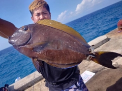 ニセカンランハギの釣果