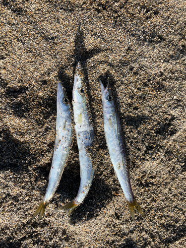 カマスの釣果