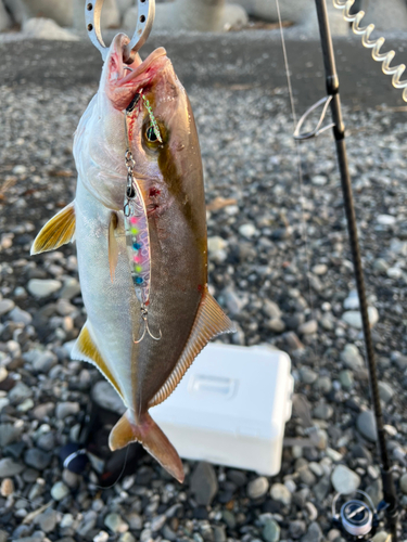 ショゴの釣果