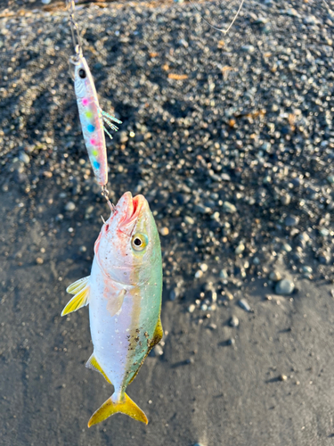 ワカシの釣果