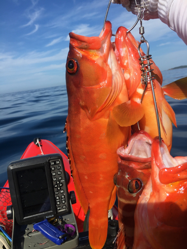 アカハタの釣果