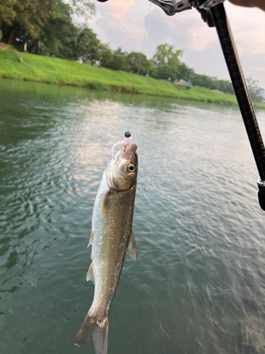 ウグイの釣果