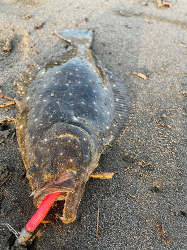 ヒラメの釣果