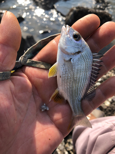 キビレの釣果