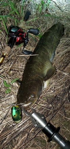 ナマズの釣果