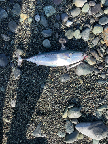 カツオの釣果