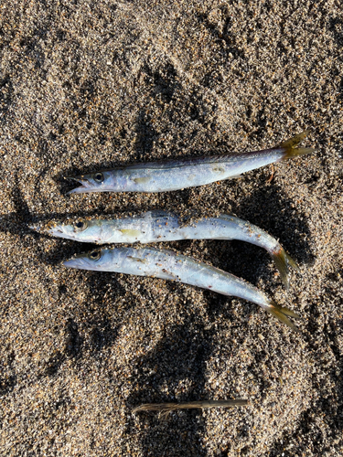 カマスの釣果