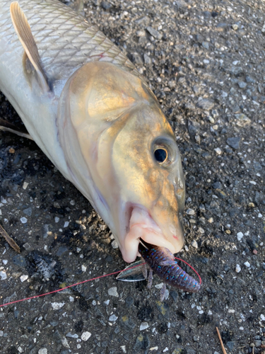 ニゴイの釣果