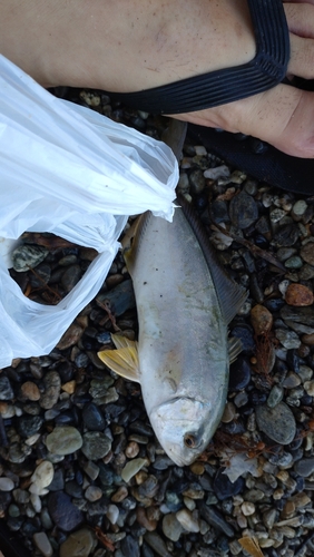 ショゴの釣果