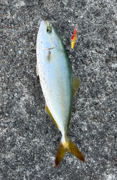 ツバスの釣果