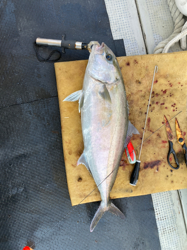 カンパチの釣果