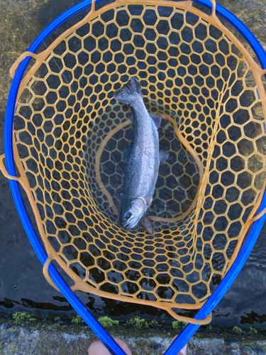 レインボートラウトの釣果