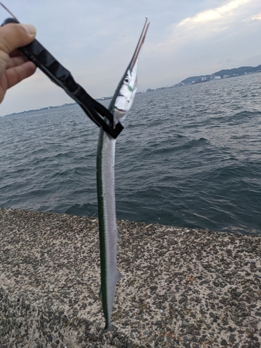 ダツの釣果