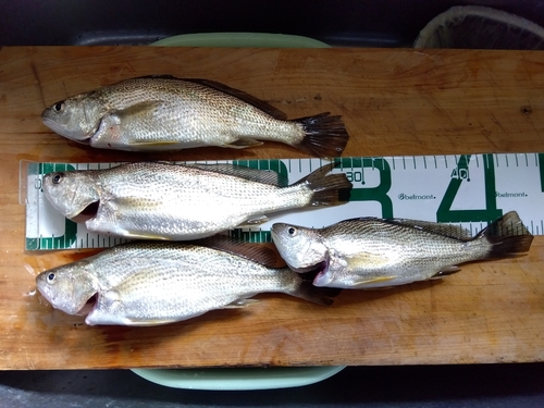 イシモチの釣果