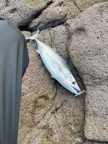 ハガツオの釣果