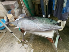 クロマグロの釣果