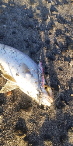 ショゴの釣果