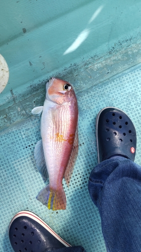 アマダイの釣果