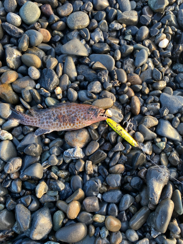 オオモンハタの釣果