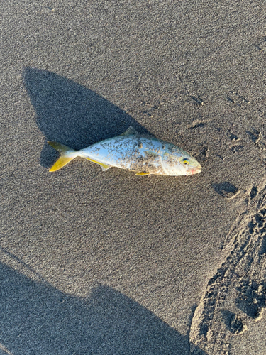 ワカシの釣果