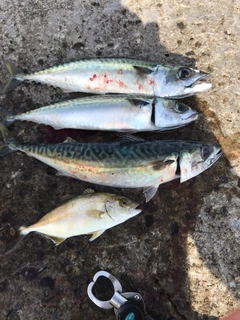サバの釣果